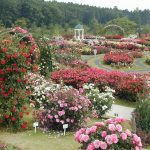 Секреты успешного розария – эффективные приемы выращивания и ухода за розами, которые помогут вам создать волшебный сад